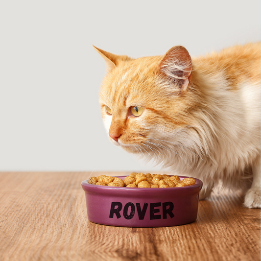 Can Cats Eat Dog Food?