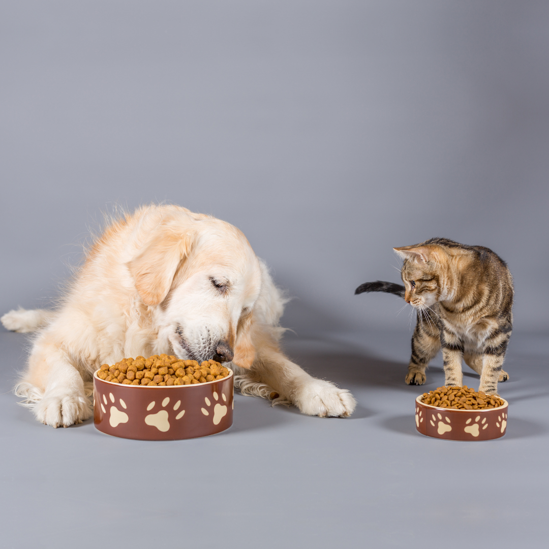 Can a dog sales eat wet cat food