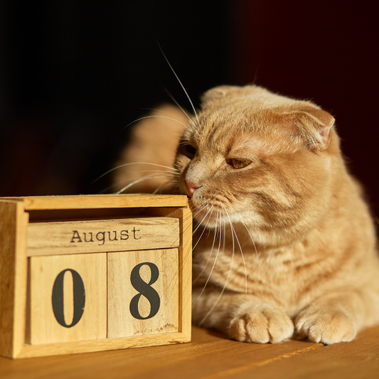 The Whispers of Feline Contentment on International Cat Day
