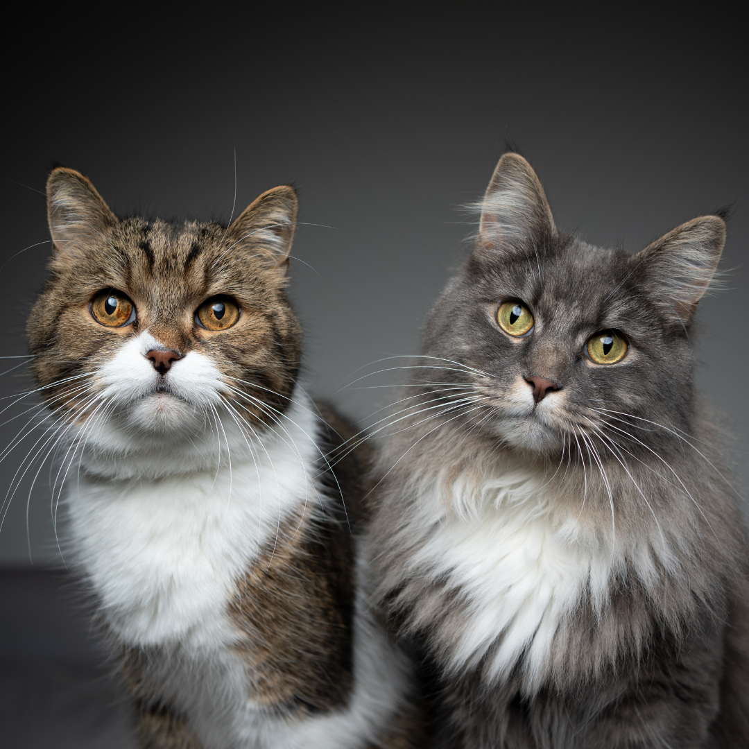 Feline Flash: Discover the Quirkiest Cat Breeds You Never Knew Existed