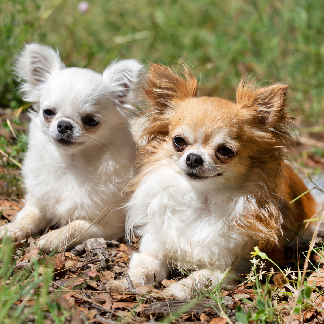 how safe is chihuahua dog?