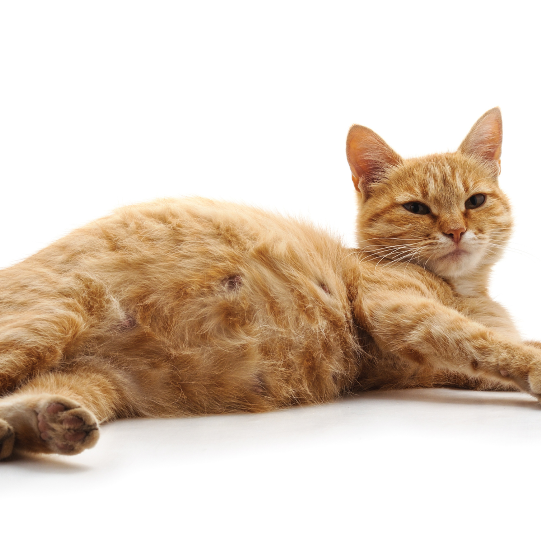 A Guide to Cat Pregnancy and the Miracle of Kittens