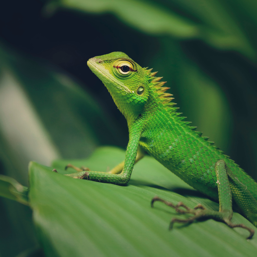 Simple green sales safe for reptiles
