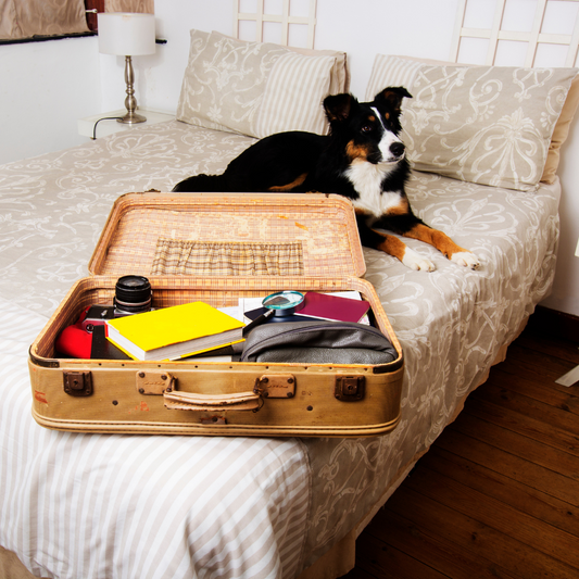 The Perfect Pet Holiday Packing List