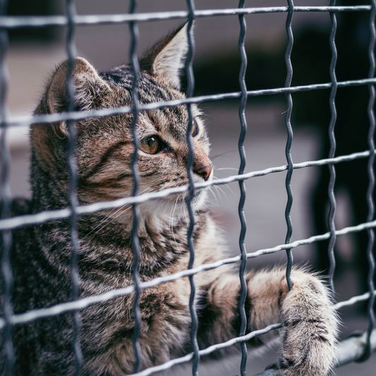 Step-by-Step Adoption Guide to Finding Your Perfect Companion
