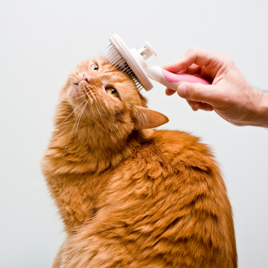 DIY Grooming Tips for Your Feline Friend