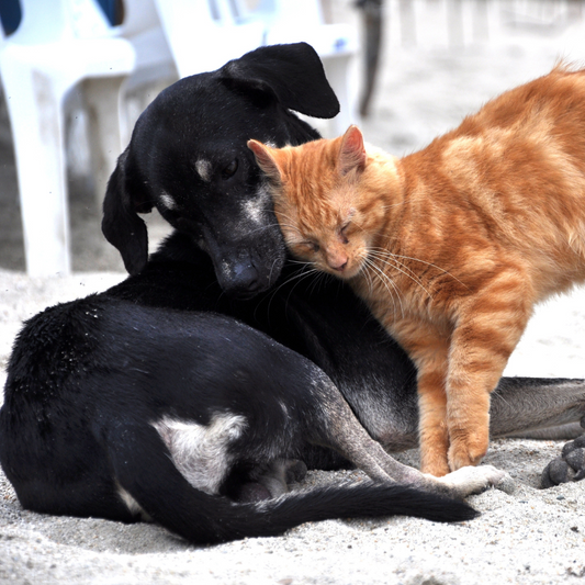 Creating a Happy Household with Cats and Dogs