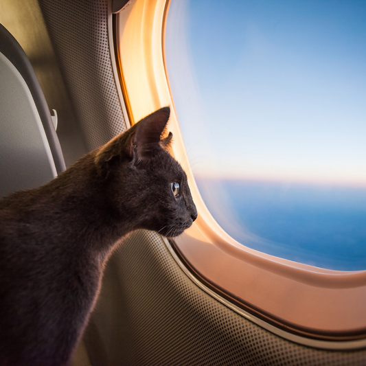 8 Best Cat-Friendly Countries That Boost Pet-Friendly Travel