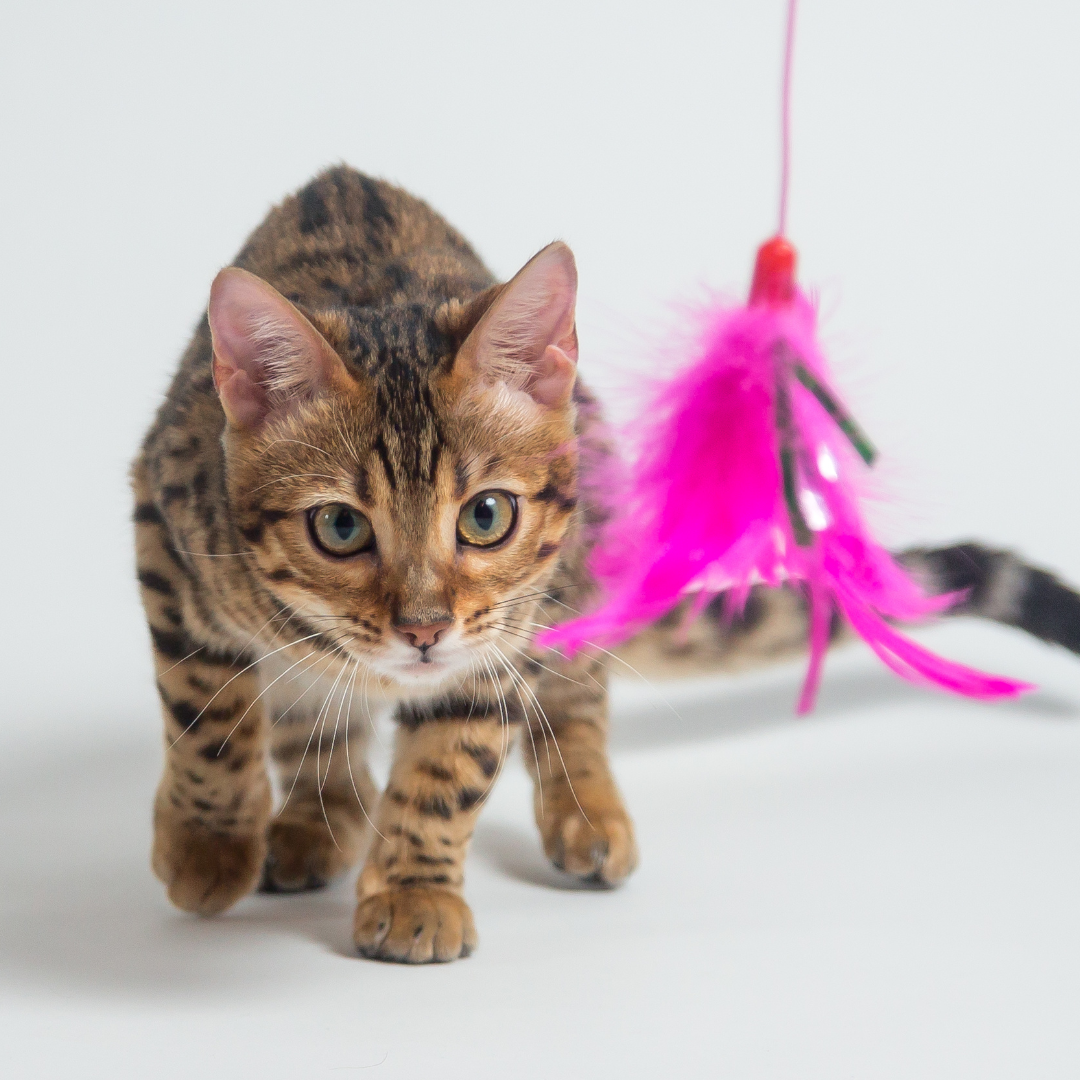 10 Diy Cat Toys That Will Keep Your