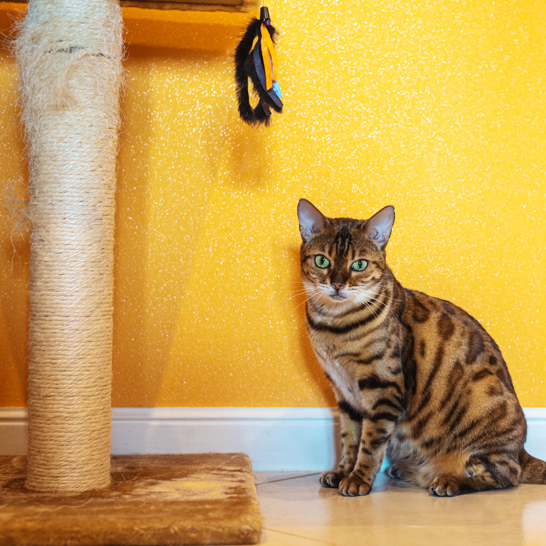 Walker watch tower cat scratch deals post