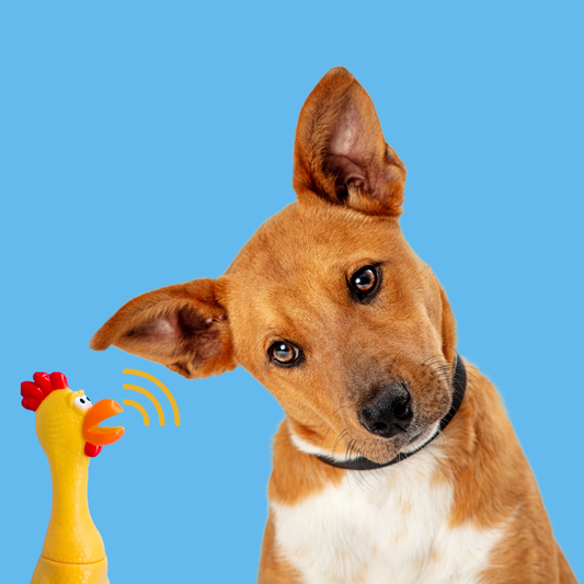 Why Do Dogs Love Squeaky Dog Toys?