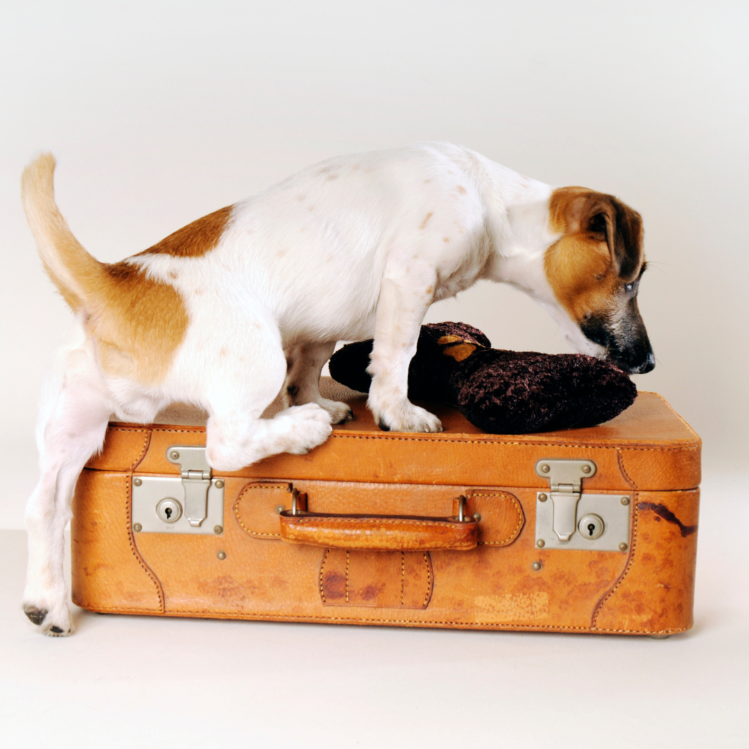 Most dog friendly best sale country