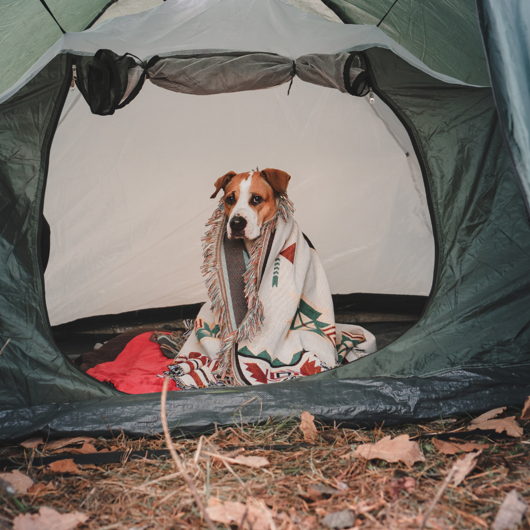 camping with dogs tips