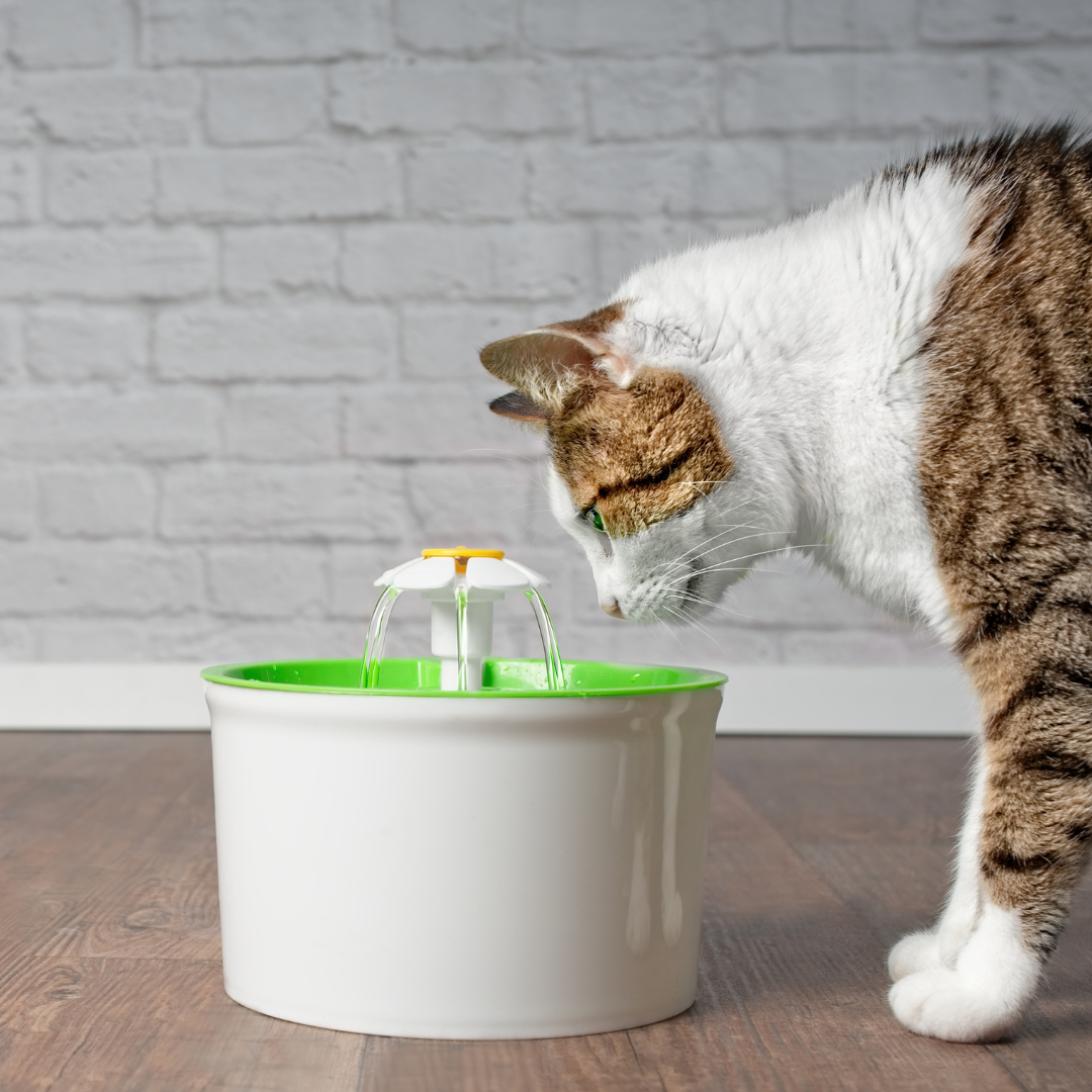 The Benefits of Cat Water Fountains