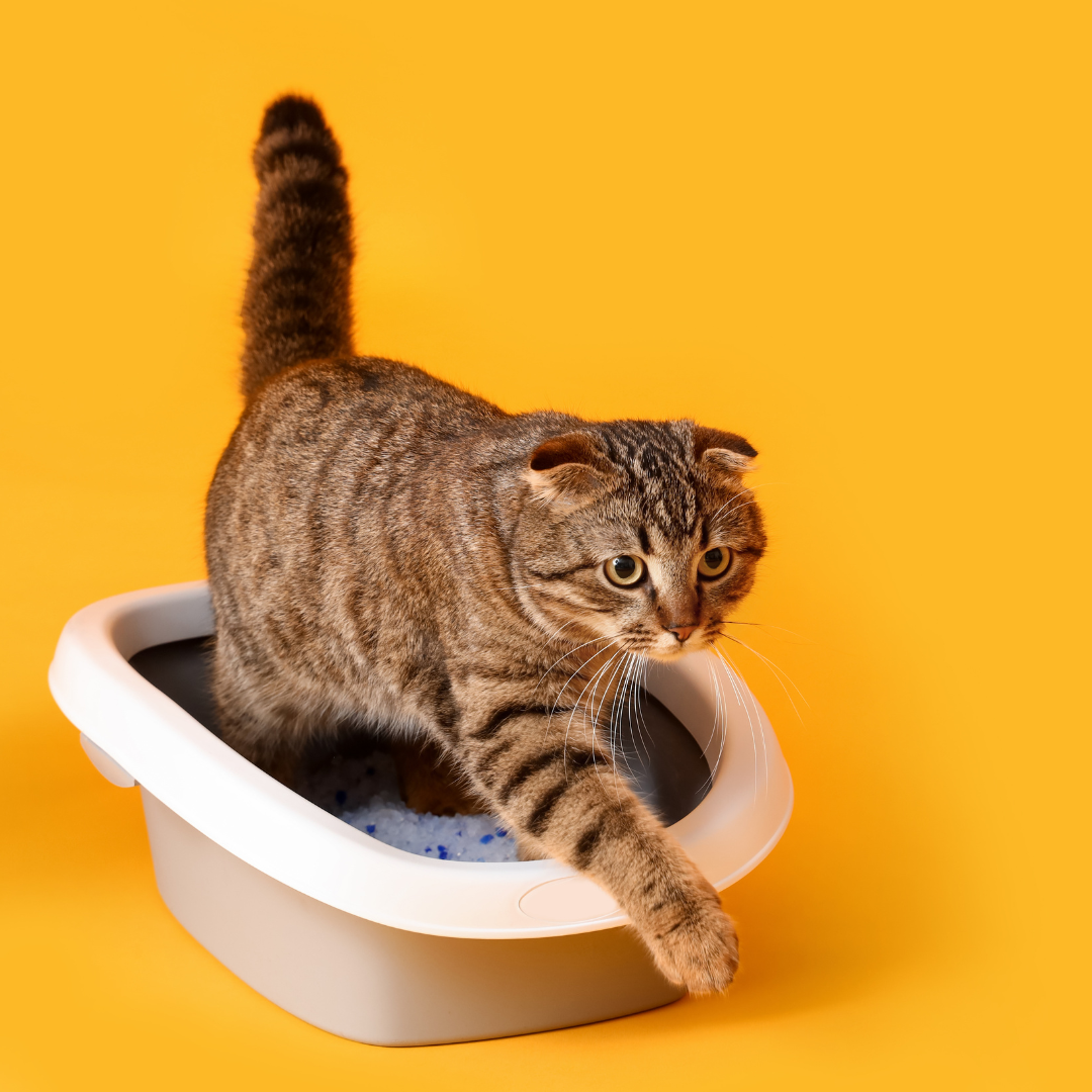 Best cat litter for absorbing shop moisture