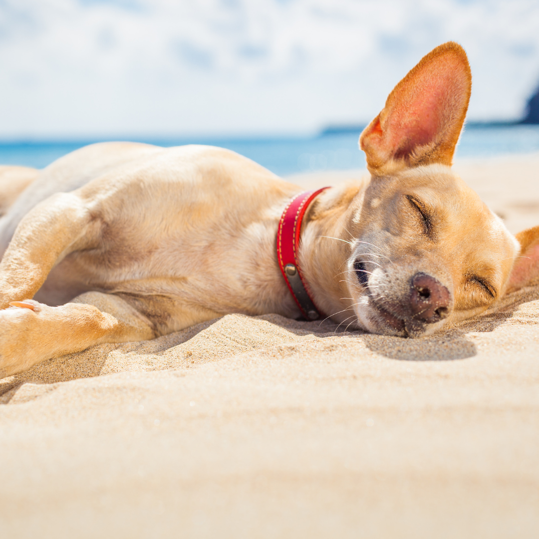 Dog Cooling Summer Mat – Driftwood Vacations