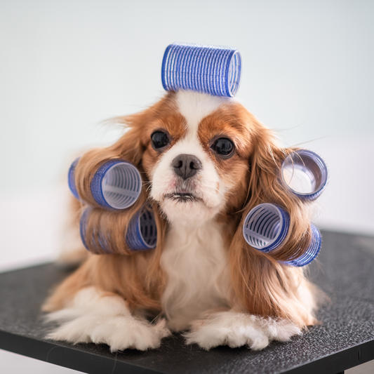 DIY Grooming Tips for a Happy and Healthy Dog