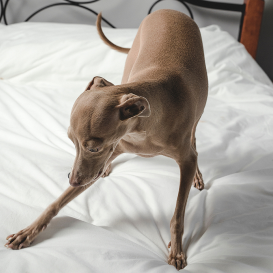 Why Dogs Love Digging on Beds and Couches!