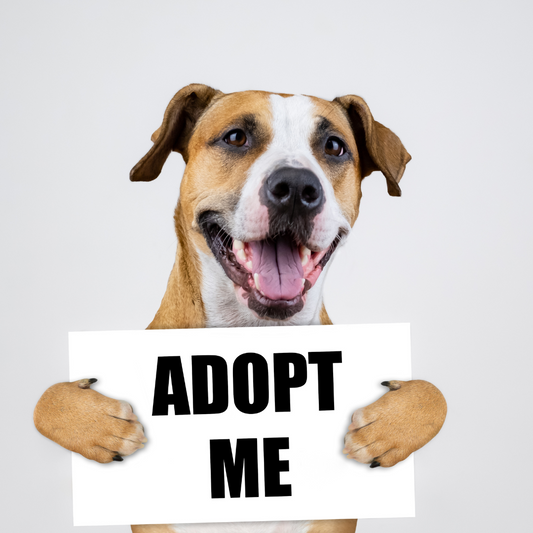 The Life-Changing Benefits of Adopting a Pet