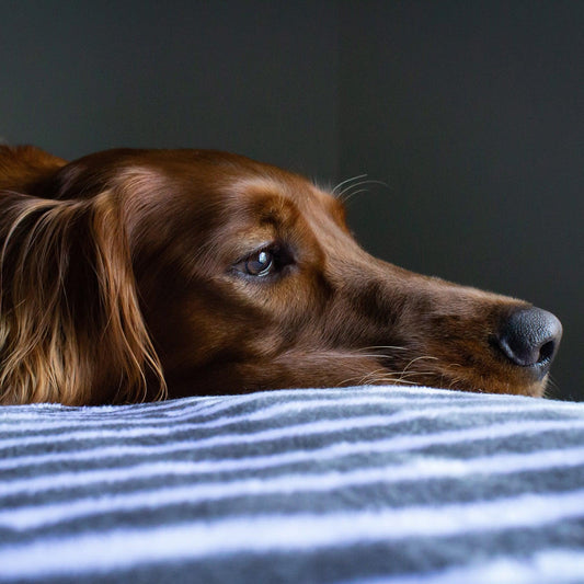 Boredom-Busting Ideas for Dogs - Get Set Pet