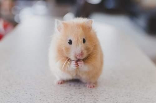 How Long Can a Hamster Be Left Alone  
