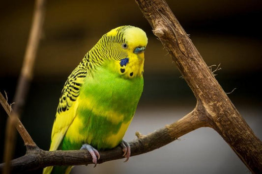 Caring For Your Pet Bird - Get Set Pet