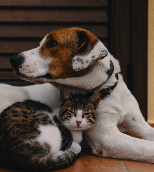Flea & Tick Prevention Questions & Answers