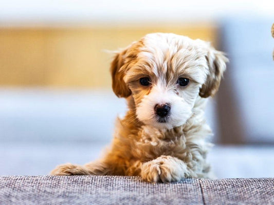 Changing Your New Puppy’s Diet - Get Set Pet