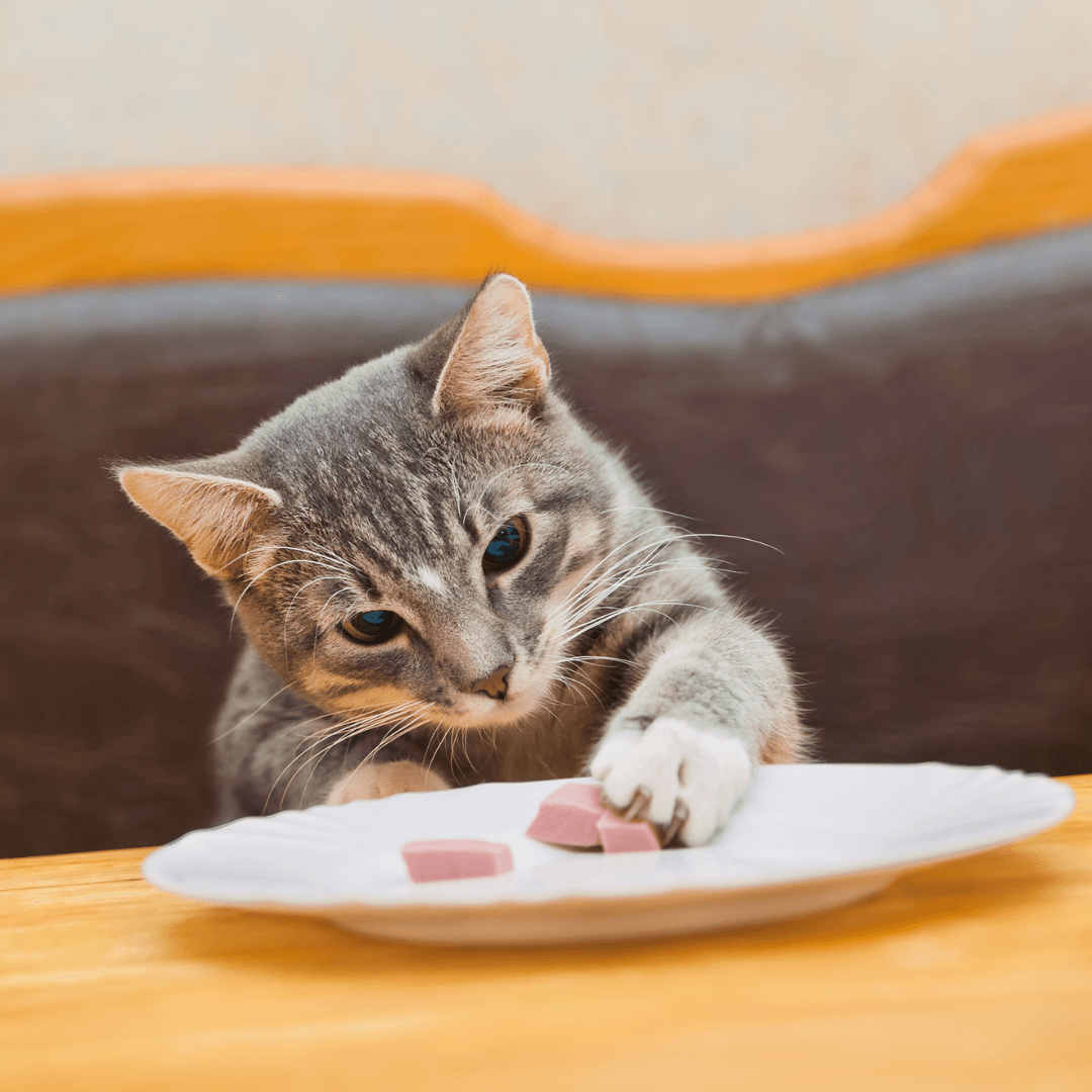 Can cats 2024 eat turkey meat