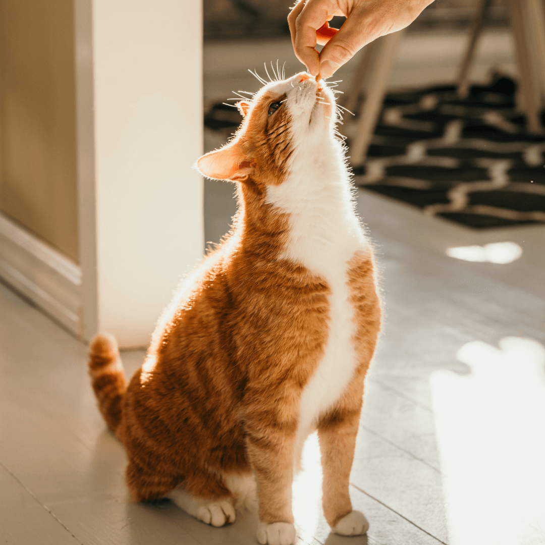 How Do I Give My Cat Medicine? - Get Set Pet