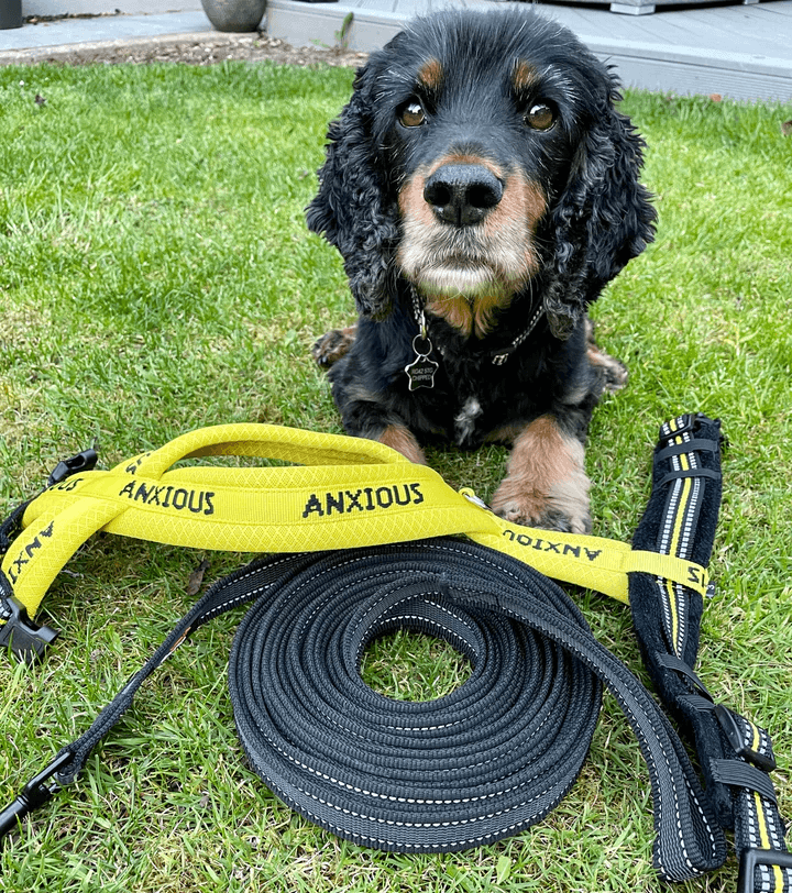 How Do You Walk Your Dog?