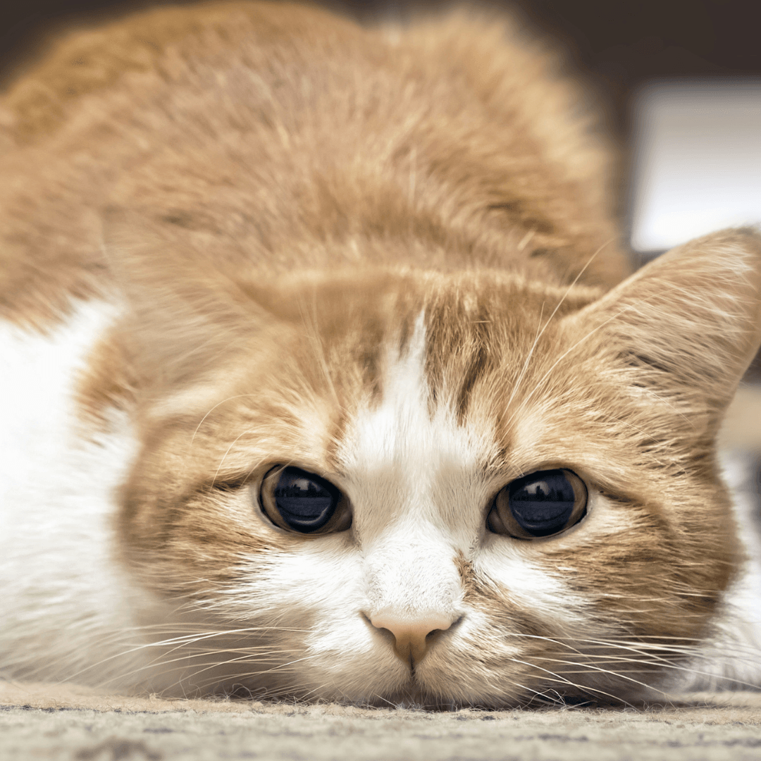 How To Help A Grieving Cat how-to-help-a-grieving-cat