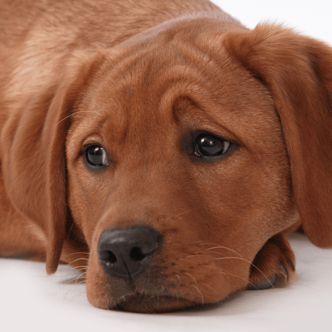 How to Help a Grieving Dog