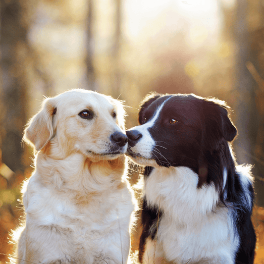 How To Socialise Your Dog - Get Set Pet