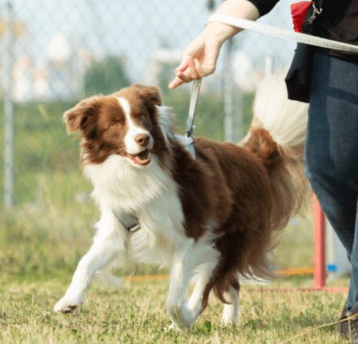 Border collie shop pulling on lead