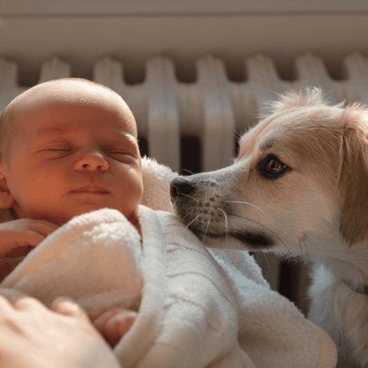 Introducing Your Dog to Your New Baby - Get Set Pet