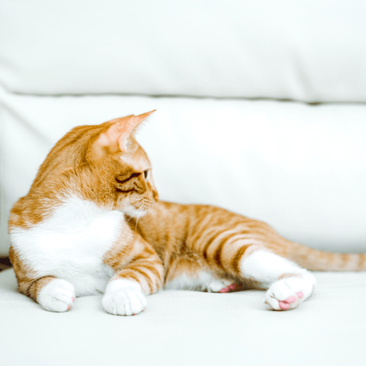 Leaving Your Cat At Home Over The Holidays - Get Set Pet
