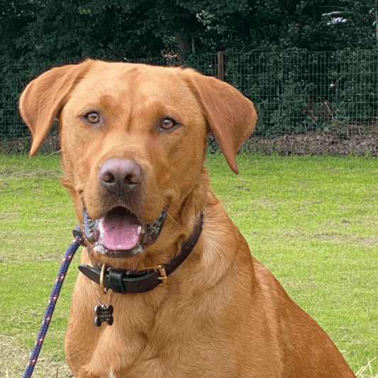 Mastering The Art Of Outside Walking - Get Set Pet