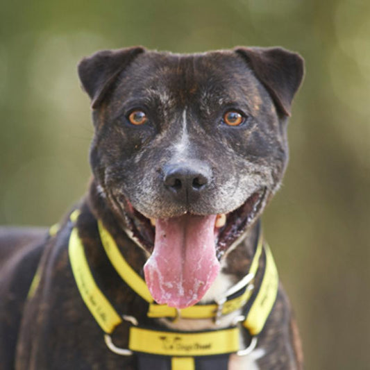 Our sponsor dogs tell us how they are! - Get Set Pet