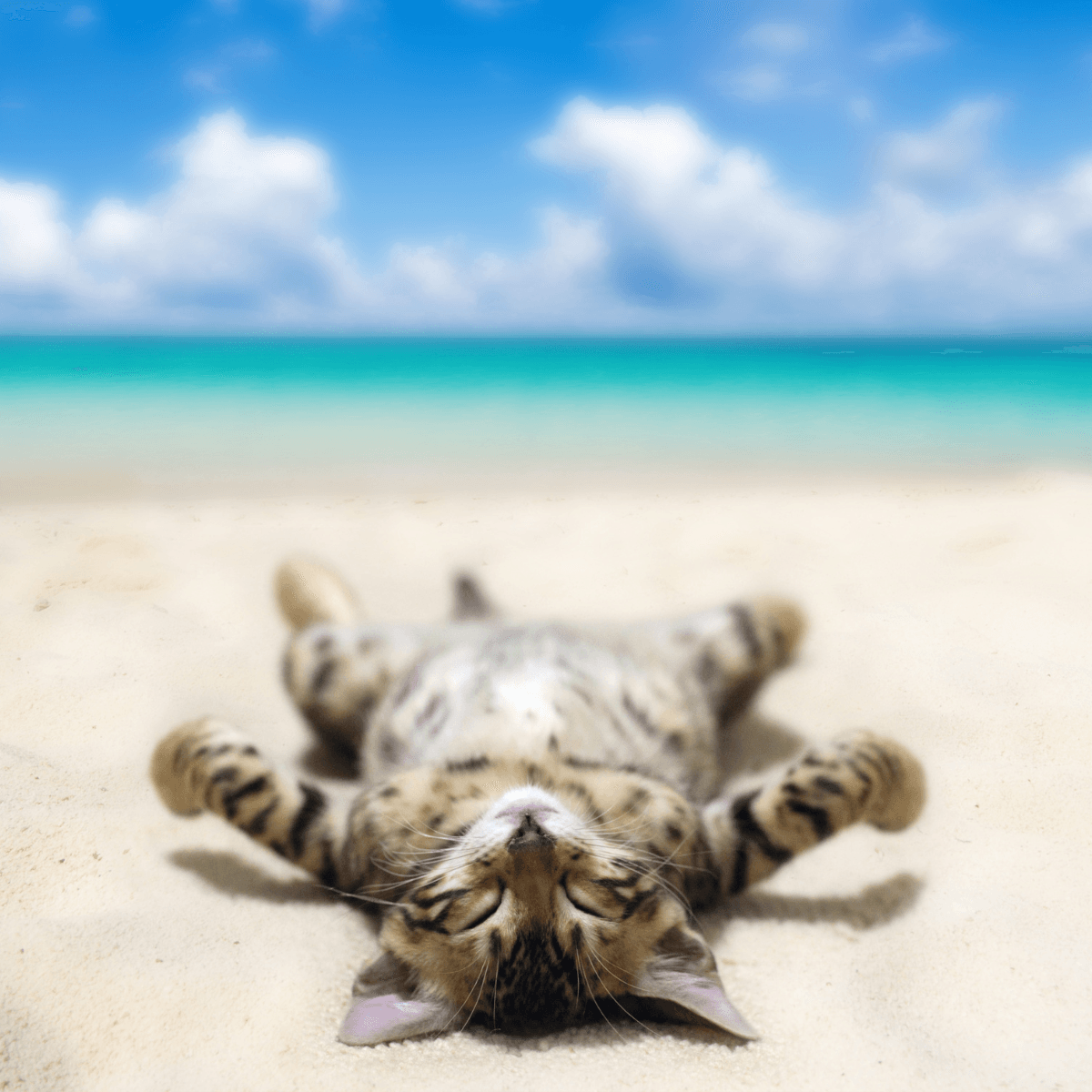 Taking your sales cat on holiday