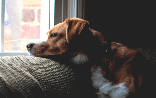 Reducing Pet Separation Anxiety in 2021 - Get Set Pet