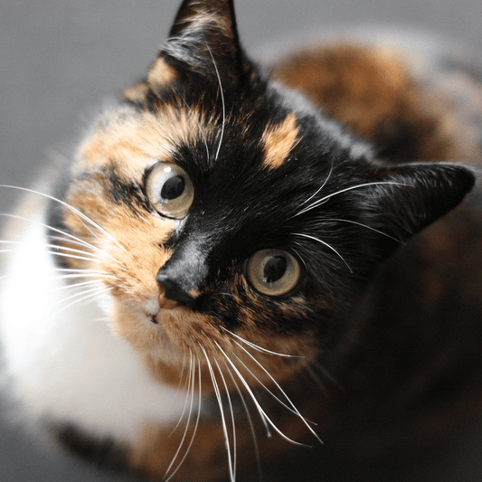 Should I Keep My Cat in at Night? - Get Set Pet