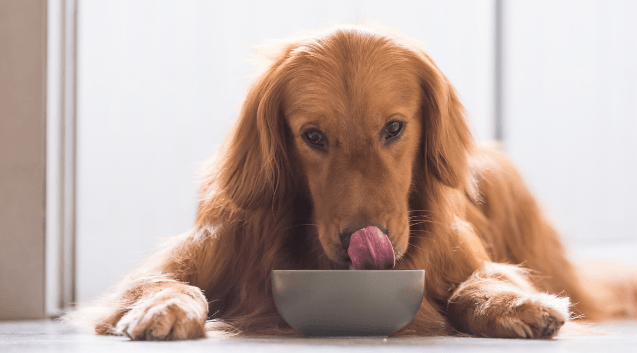 How to Choose a Pet Food Brand A Comprehensive Guide