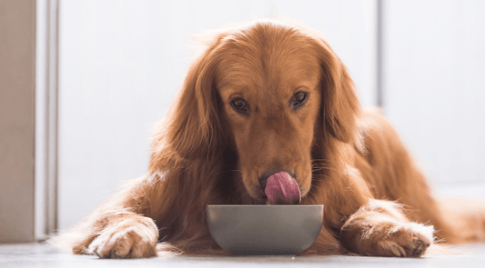 Types Of Foods Part 3: Wet, Fresh & Raw - Get Set Pet