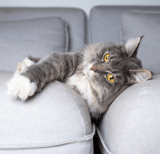 Understanding Your Cat's Body Language - Get Set Pet