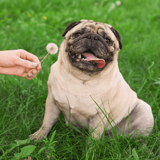 Ways to keep your pet at a healthy weight - Get Set Pet