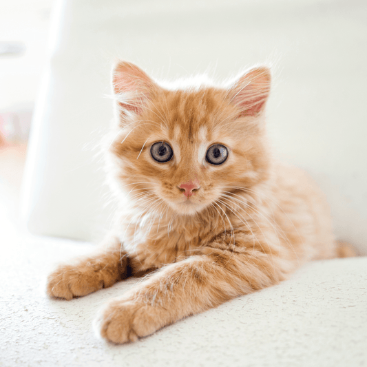 What To Feed Your New Kitten - Get Set Pet