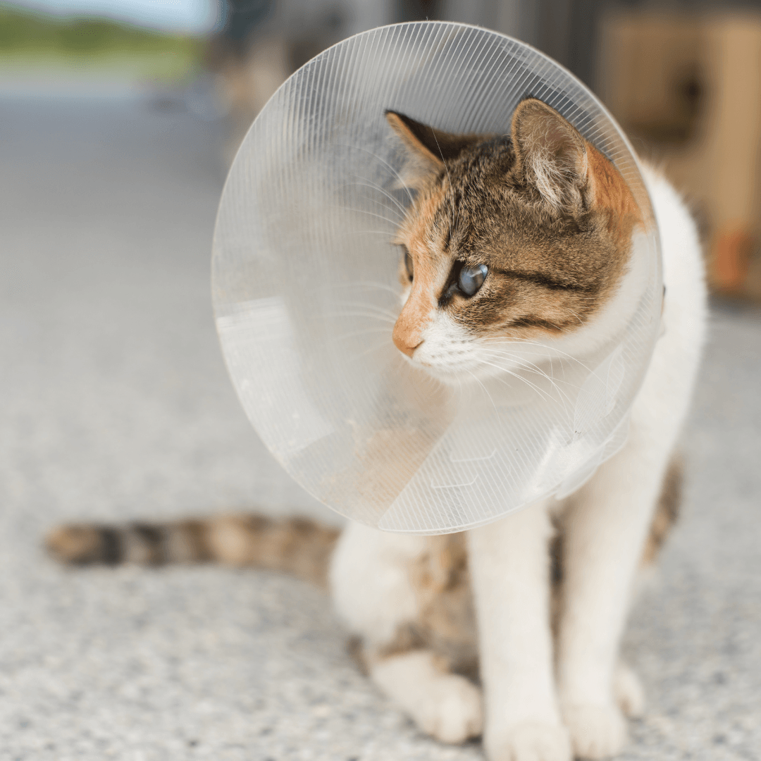 Veterinarians Alley Cat Spay And Neuter Top When Should I Neuter