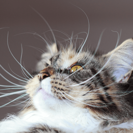 Why Do Cats Have Whiskers? - Get Set Pet