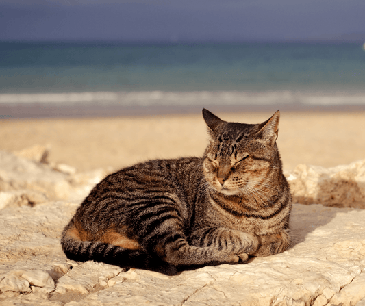 Why Do Cats Love to Sunbathe? - Get Set Pet